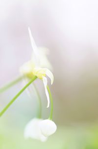 Close-up of white rose flower