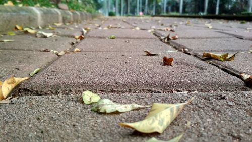 Close-up of dry leaves on road