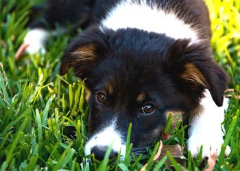Close-up portrait of dog