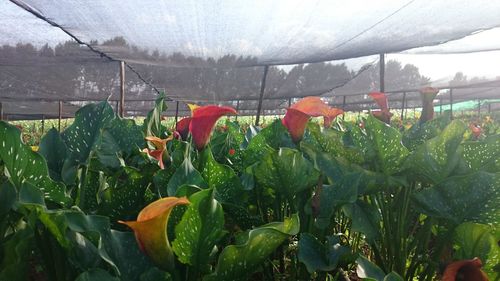 Close-up of plants growing in greenhouse