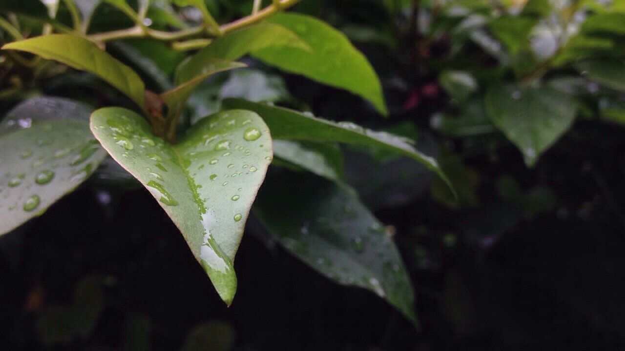 CLOSE-UP OF WET LEAVES