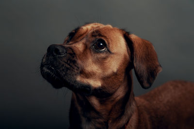 Cute dog with neutral gray background