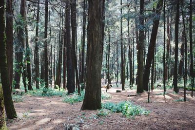 Trees in forest