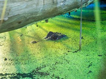 High angle view of lizard on grass