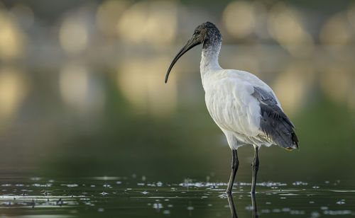 Bird perching on a lake