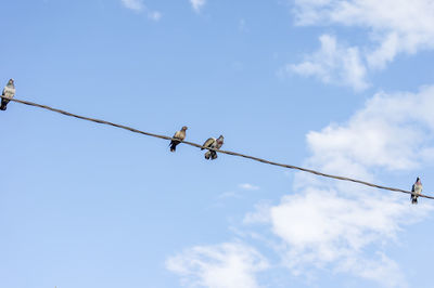 Low angle view of birds perching on cable against sky