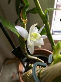 Close-up of flower blooming outdoors