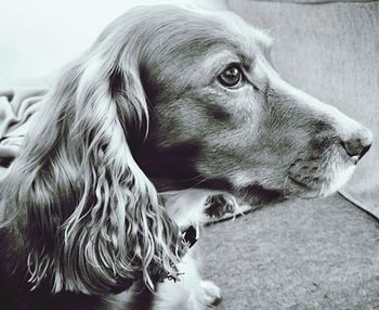 Close-up of dog sitting