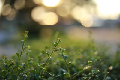 Close-up of fresh green plant in field