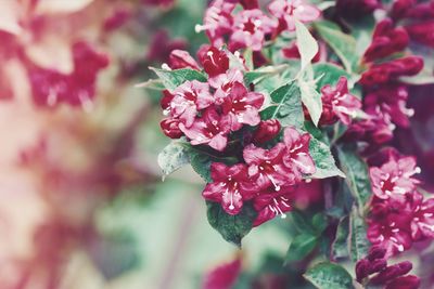 Close-up of pink flowering plant