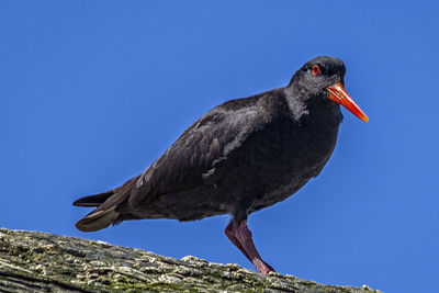 Low angle view of bird perching on roof against clear sky