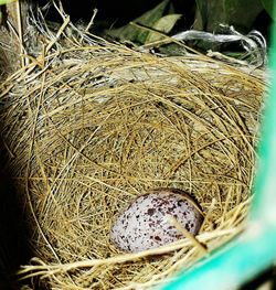 High angle view of snake on hay