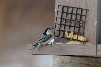 Close-up of bird perching on wood