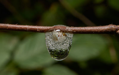 Close-up of raindrops on twig