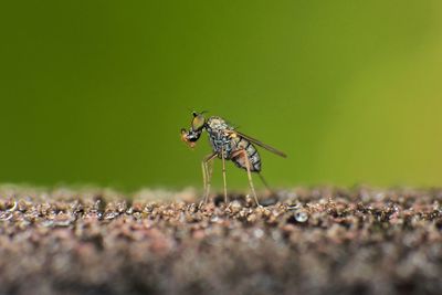 Close-up of insect