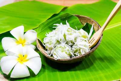 Close-up of white flowering plant