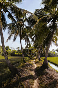 Palm trees on landscape against sky