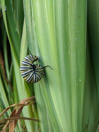 Monarch caterpillar