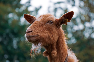 Close-up of goat