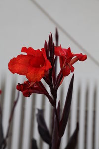 Close-up of red flower