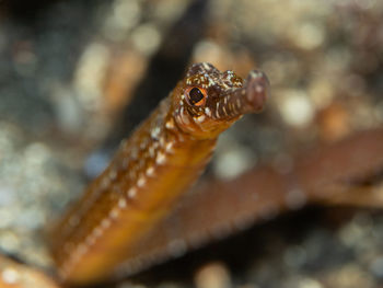 Close-up of lizard in sea