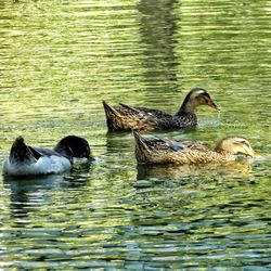 Ducks swimming in lake