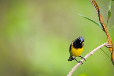 Close-up of bird perching on plant