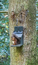 Close-up of monkey on tree trunk