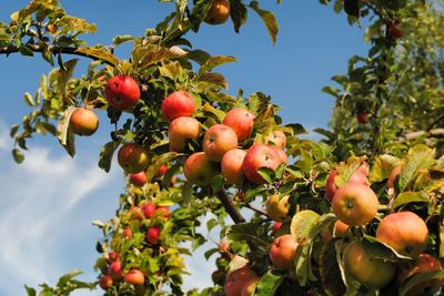 Low angle view of berries growing on tree against sky