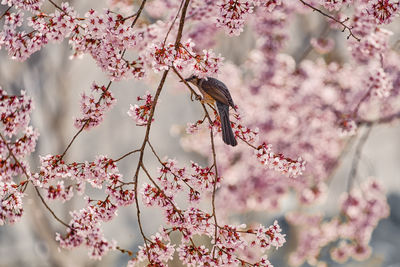 Pink cherry blossoms in spring with a bird 