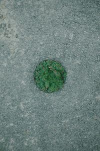 High angle view of leaf on street