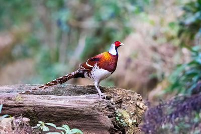 Close-up of bird perching on rock