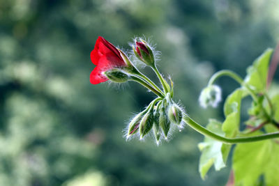 Close-up of red rose bud