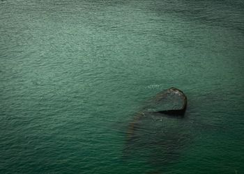 High angle view of turtle in sea