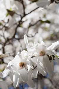 Close-up of white cherry blossom on tree