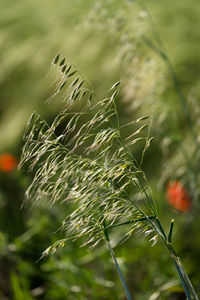 Close-up of plant growing on field