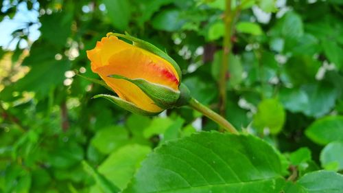 Close-up of yellow flowering plant