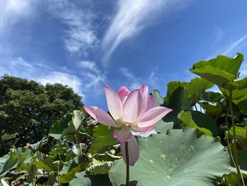 Close-up of pink lotus water lily against sky