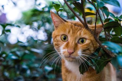 Close-up of cat looking at camera