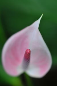 Close-up of pink rose flower