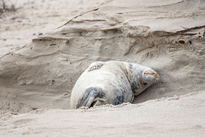 View of animal sleeping on beach