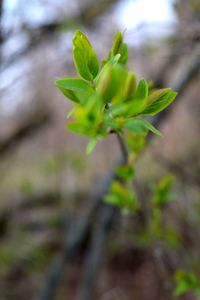 Close-up of fresh green plant