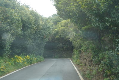 Road amidst trees in forest