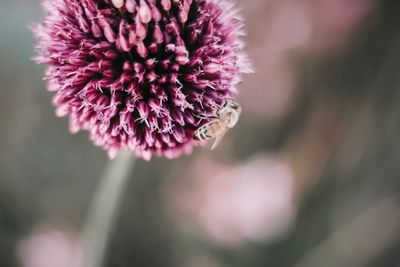 Close-up of pink flowering plant