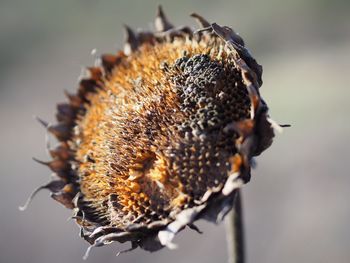 Close-up of insect