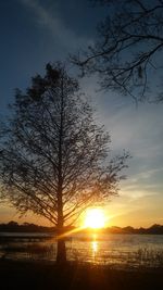 Silhouette of trees at sunset