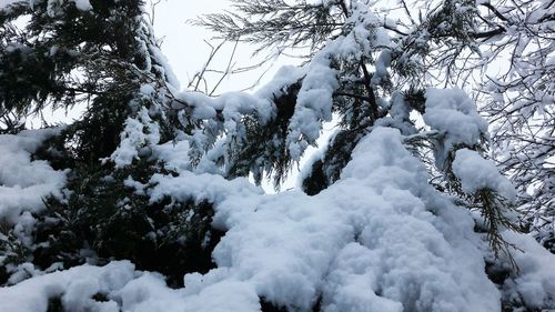 Low angle view of snow on tree against sky