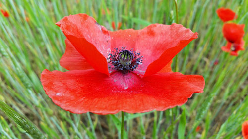 Close-up of red poppy flower