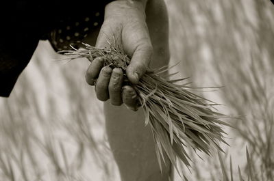 Close-up of hand holding plant