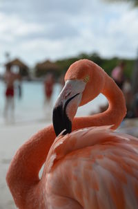 Close-up of a bird